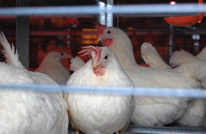 white-hens-enriched-cage.jpg