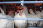 white-hens-enriched-cage.jpg