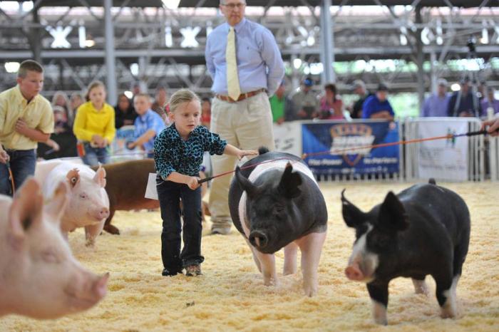 world pork expo junior pig show