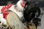 backyard poultry avian flu