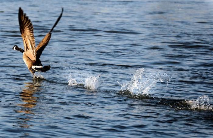 Canada-Goose-Taking-Flight-On-Water