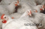 Costco Lincoln Premium Poultry
