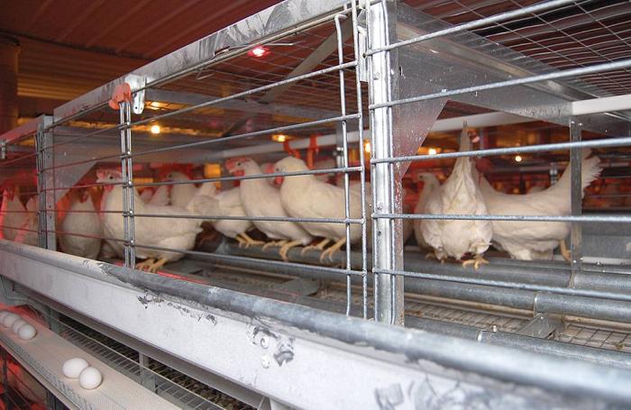 Enriched-colony-cage-hens-perching.jpg