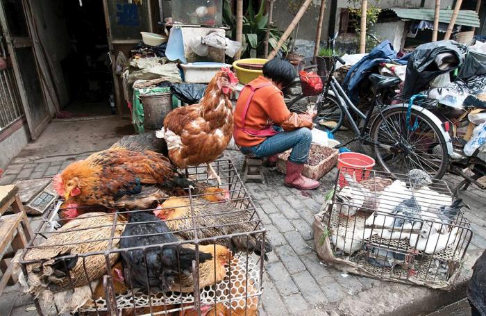 china poultry