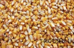Feed-Corn