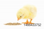 chick eating feed 1603