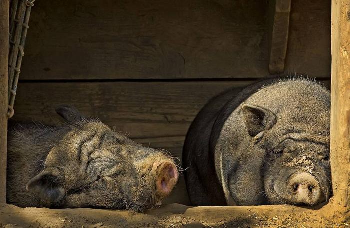 pigs keeping cool in summer heat