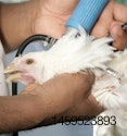 Vacunación de aves.