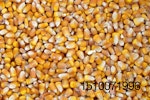 whole shell corn