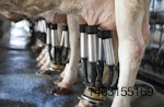 Dairy-cow-heat-stress-1605AnimalHealth1.jpg