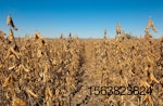 Soybean-field-1605Soy1.jpg