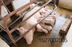 sow and piglets nursing