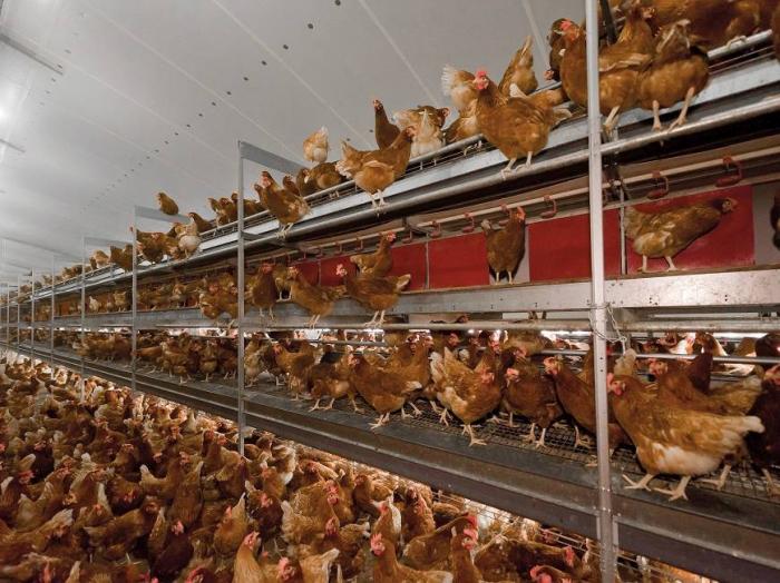 A cage-free housing system.