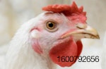 Costco poultry plant
