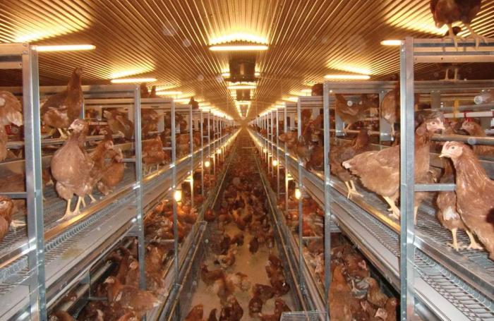 Hellmann Poultry Systems Pro 11 layer aviary