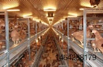 Hellmann Poultry Systems Pro 11 layer aviary