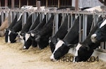 cows-feed.jpg