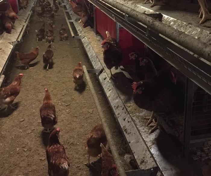 Cage-free laying systems, like the Tecno Poultry Equipment aviary, should allow birds sufficient space to exhibit natural behavior and give them access to enough littered floor area to scratch and dust bathe.