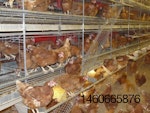 Potter's Poultry multi-tier system.