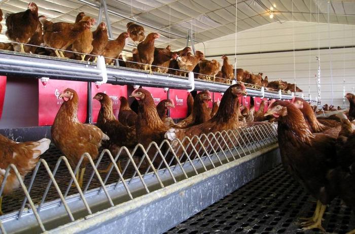 This Potter’s Poultry cage-free floor housing system features nest boxes where hens can find privacy to lay their eggs. Photo courtesy of Potter’s Poultry.