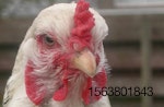 Poultry welfare UK