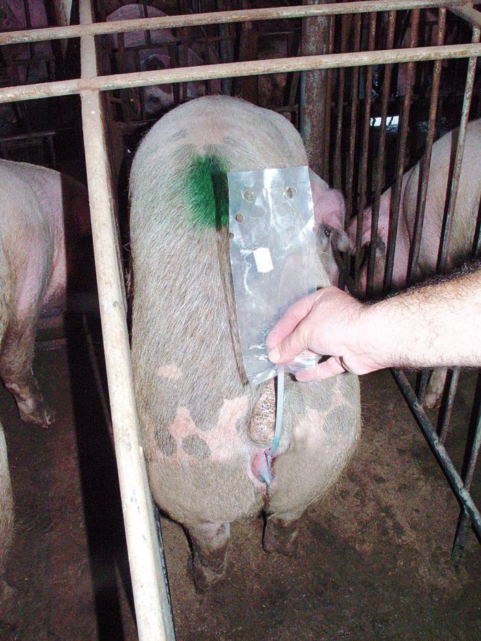 single fixed time insemination sow