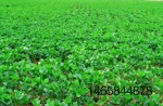 soybean-field.jpg