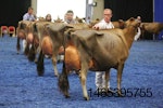 world dairy expo cattle show