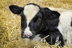 Fair-Oaks-Farms-newborn-calf-1606.jpg