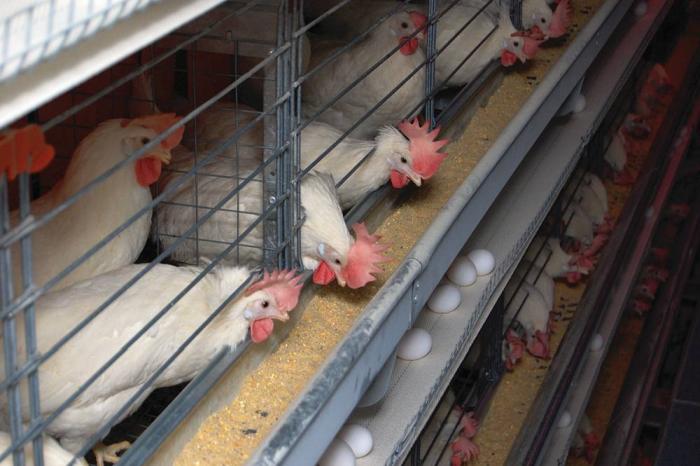 white hens eating in enriched cages