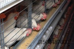 white hens eating in enriched cages