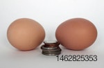 Michael Foods egg sales
