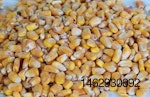calidad del maíz