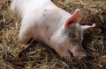 pig-sleeping-in-straw