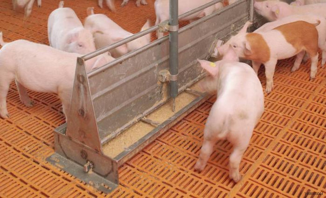 Fermented liquid pig feed benefits outweigh drawbacks | WATTAgNet |  WATTPoultry