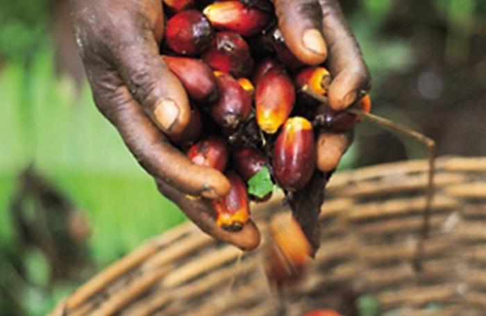 raw-palm-kernels-Africa-1607Ingredients.jpg