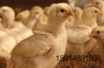vitamins-in-poultry-production-1607poultry.jpg