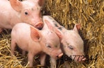three-piglets