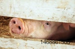pig-snout