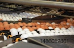 Brown-and-white-eggs-about-to-be-washed-1608EI.jpg