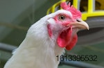 Case Farms chicken