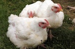 Avian influenza France