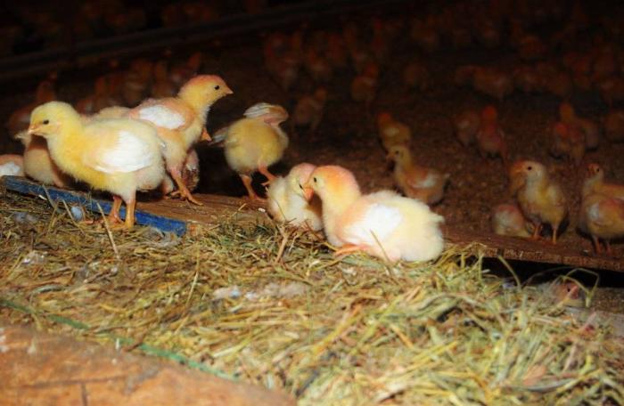 Perdue Farms is beginning to add enrichments to its broiler houses like perches, ramps and hay bales similar to those used in organic production as pictured here.