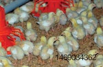 broiler-chicks-on-rice-hulls.jpg