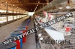 chickens-in-battery-cages-laying-eggs-1607.jpg