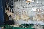 wing-flapping-1609PIpoultryprocessing2.jpg