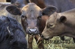 angus-beef-cattle.jpg