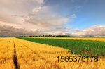 wheat-corn-fields.jpg
