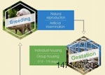 Pig-farming-guide-from-start-to-finish_.MAIN_ARTICLE_image