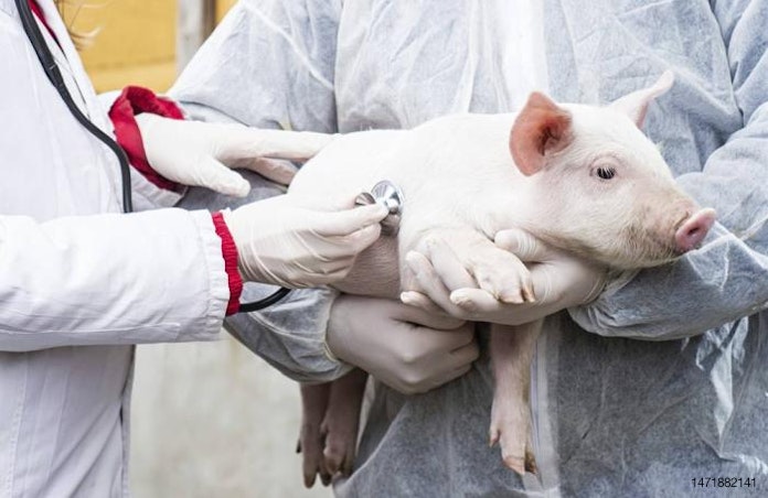 EU pig producers on high alert for African swine fever | WATTAgNet |  WATTPoultry